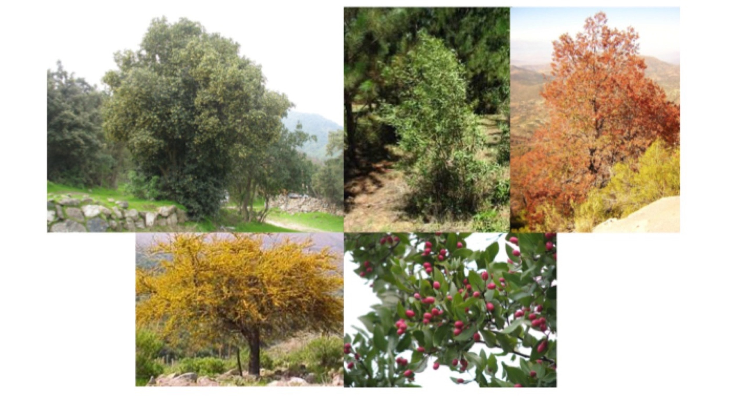 Composición de especies vegetales en distintas estaciones del año